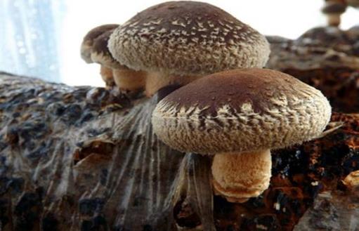 香菇菌丝徒长的原因分析及防治方法